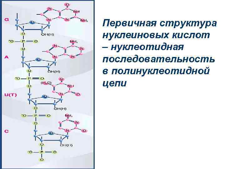 Нуклеотидная последовательность днк и рнк. Первичная и вторичная структура нуклеиновых кислот. Первичная структура ДНК полинуклеотидная цепь. Первичная структура нуклеиновых кислот. Структурное звено нуклеиновых кислот.