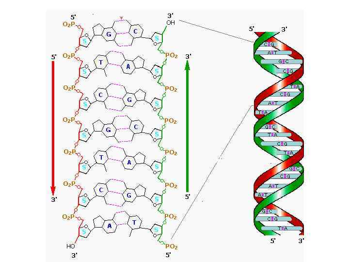 Днк в соединении с белком. Молекула ДНК вторичная структура белка. Структура молекулы нуклеиновых кислот. Строение нуклеиновых кислот ДНК. Нуклеиновые кислоты строение молекулы.