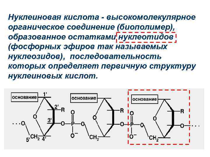 Нуклеиновые кислоты. Нуклеотиды и нуклеиновые кислоты. Строение нуклеиновых кислот нуклеотид нуклеозид. Нуклеотиды нуклеозиды нуклеиновые кислоты. Строение нуклеотидов нуклеиновых кислот.