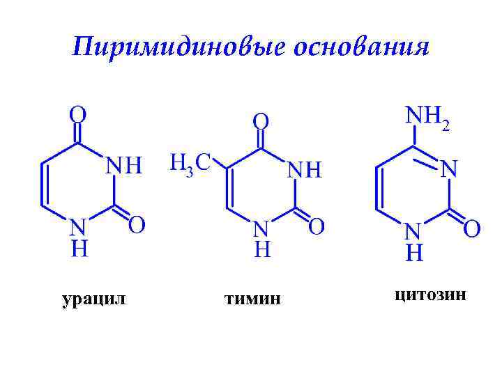 Цитозин соответствует. Тимин и цитозин пиримидиновые. Пиримидиновые нуклеиновые основания: урацил, Тимин. Пиримидиновые урацил Тимин цитозин. Азотистые основания урацил Тимин цитозин.