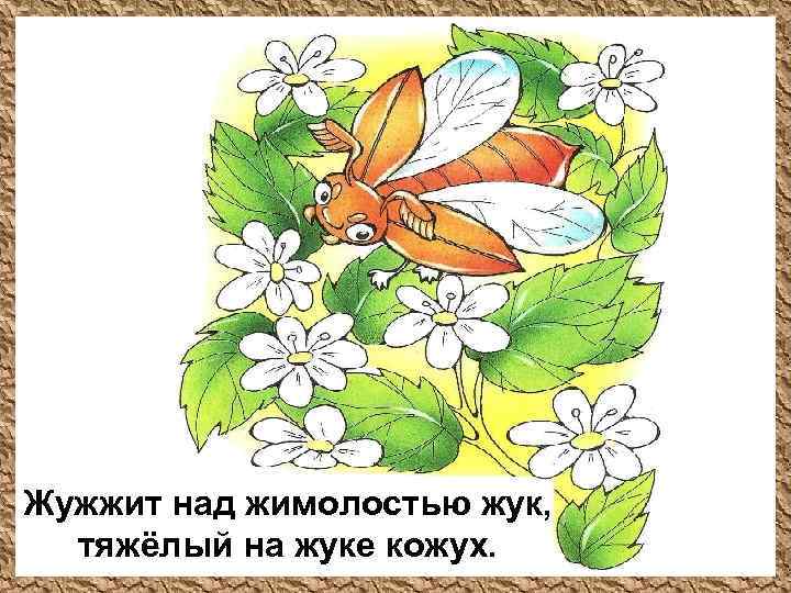 Жужжит над жимолостью жук, тяжёлый на жуке кожух. 