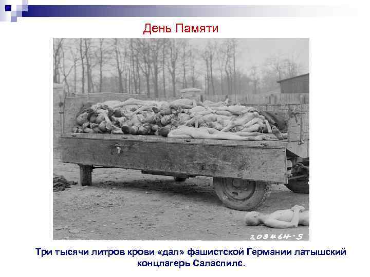 День Памяти Три тысячи литров крови «дал» фашистской Германии латышский концлагерь Саласпилс. 