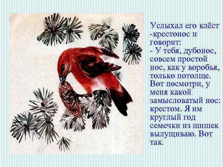 Услыхал его клёст -крестонос и говорит: - У тебя, дубонос, совсем простой нос, как