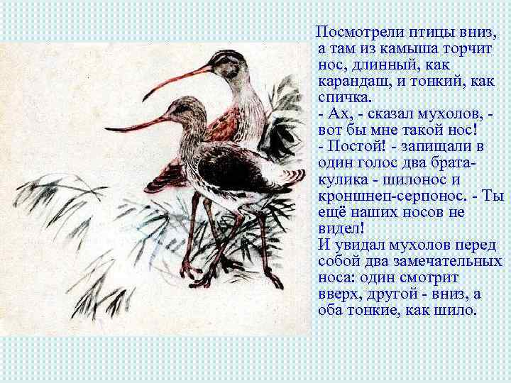 Посмотрели птицы вниз, а там из камыша торчит нос, длинный, как карандаш, и тонкий,