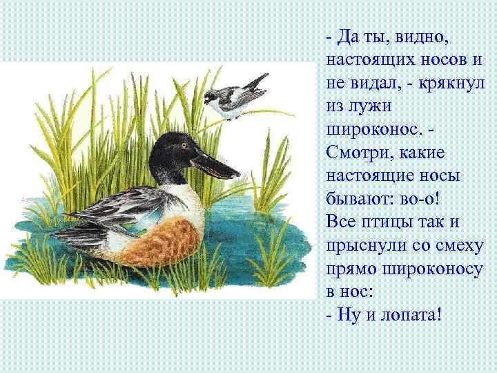 - Да ты, видно, настоящих носов и не видал, - крякнул из лужи широконос.