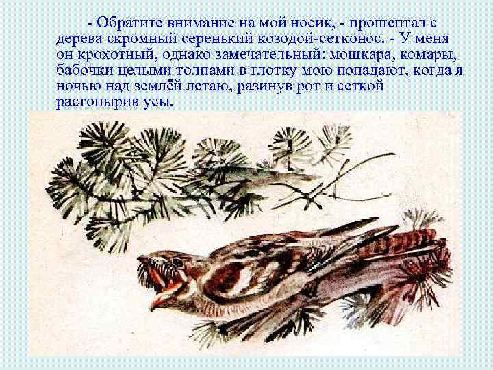 - Обратите внимание на мой носик, - прошептал с дерева скромный серенький козодой-сетконос. -