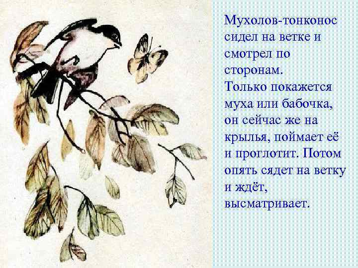 Мухолов-тонконос сидел на ветке и смотрел по сторонам. Только покажется муха или бабочка, он