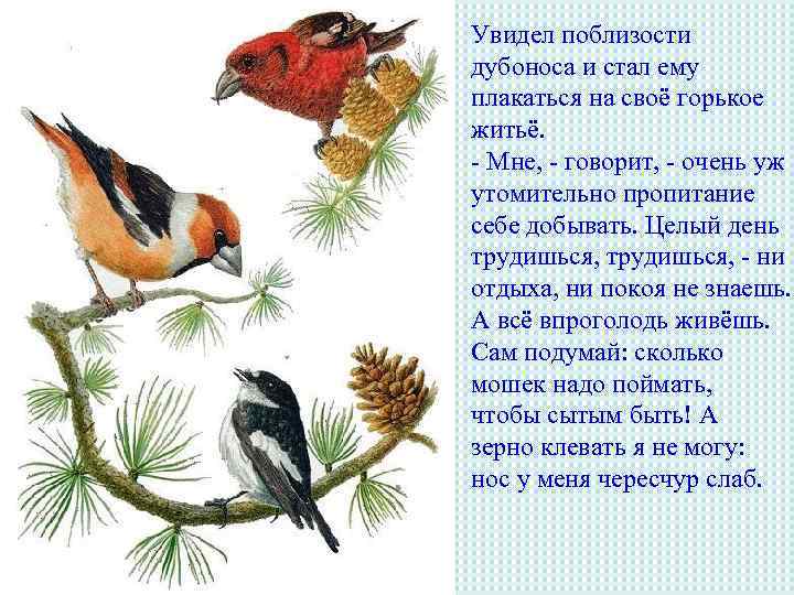 Увидел поблизости дубоноса и стал ему плакаться на своё горькое житьё. - Мне, -