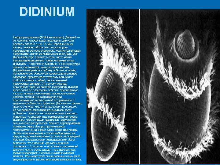 DIDINIUM Инфузория дидинии (Didinium nasutum). Дидиний — относительно небольшая инфузория, длиной в среднем около