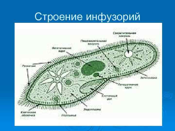 Строение инфузорий реснички 