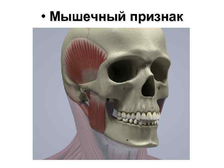  • Мышечный признак 