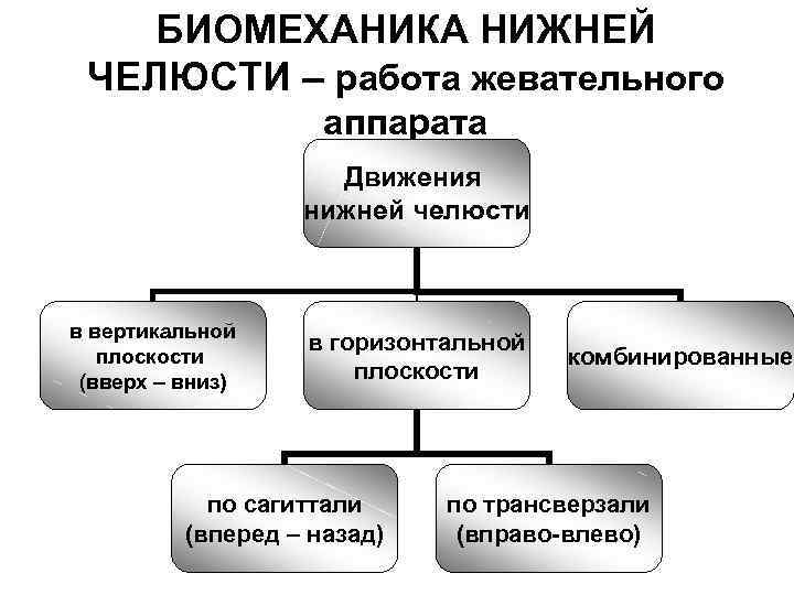 Презентация биомеханика жевательного аппарата