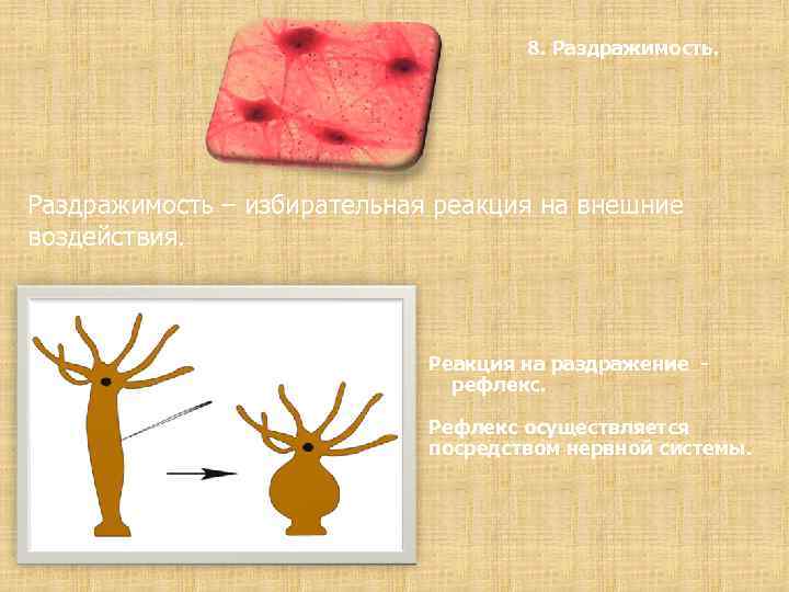 8. Раздражимость – избирательная реакция на внешние воздействия. Реакция на раздражение рефлекс. Рефлекс осуществляется