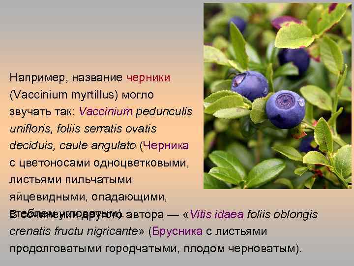 Например, название черники (Vaccinium myrtillus) могло звучать так: Vaccinium pedunculis unifloris, foliis serratis ovatis