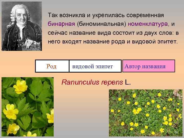 Так возникла и укрепилась современная бинарная (биноминальная) номенклатура, и сейчас название вида состоит из