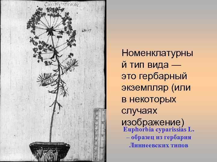 typus. jpg Номенклатурны й тип вида — это гербарный экземпляр (или в некоторых случаях