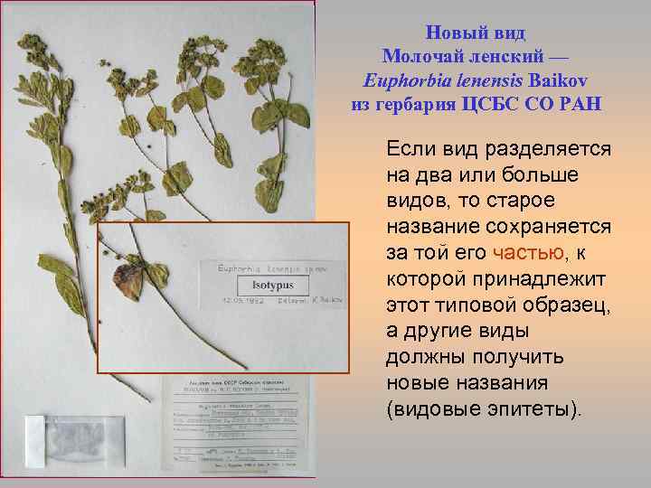 Новый вид Молочай ленский — Euphorbia lenensis Baikov из гербария ЦСБС СО РАН lenens.