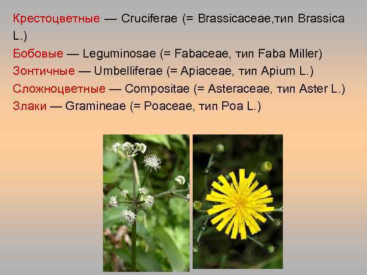 Крестоцветные — Cruciferae (= Brassicaceae, тип Brassica L. ) Бобовые — Leguminosae (= Fabaceae,