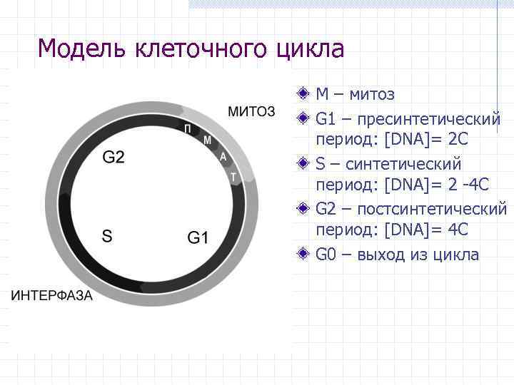 Модель клеточного цикла М – митоз G 1 – пресинтетический период: [DNA]= 2 C