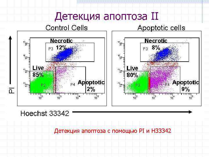 Детекция апоптоза II Детекция апоптоза с помощью PI и H 33342 