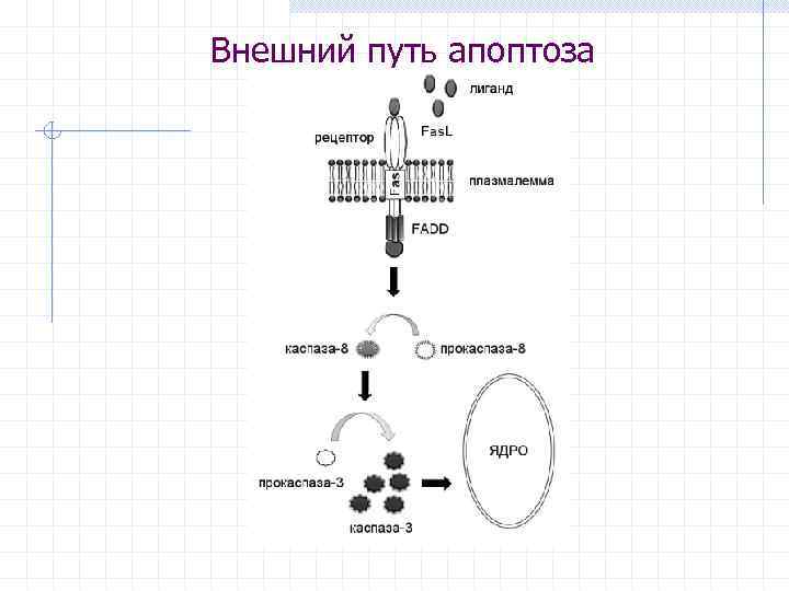 Внешний путь апоптоза 