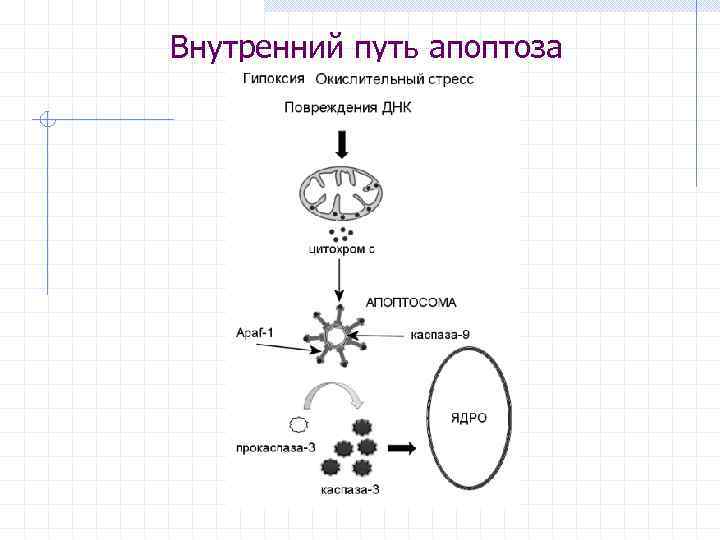 Внутренний путь апоптоза 