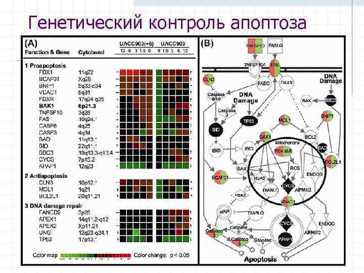 Генетический контроль апоптоза 