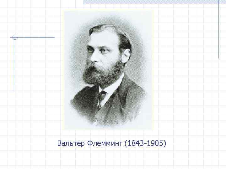 Вальтер Флемминг (1843 -1905) 