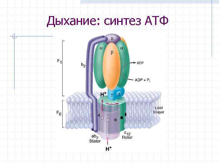 Дыхание: синтез АТФ 