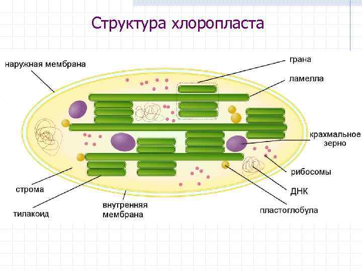 Структура хлоропласта 