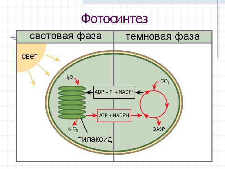 Фотосинтез 