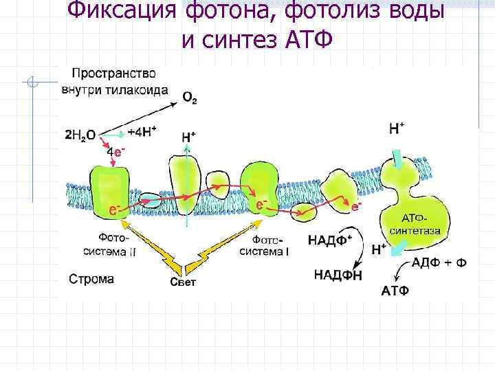 Фиксация фотона, фотолиз воды и синтез АТФ 