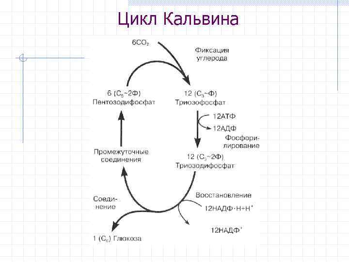 Картинка цикл кальвина