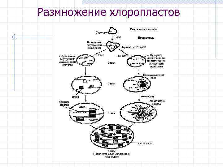 Размножение хлоропластов 