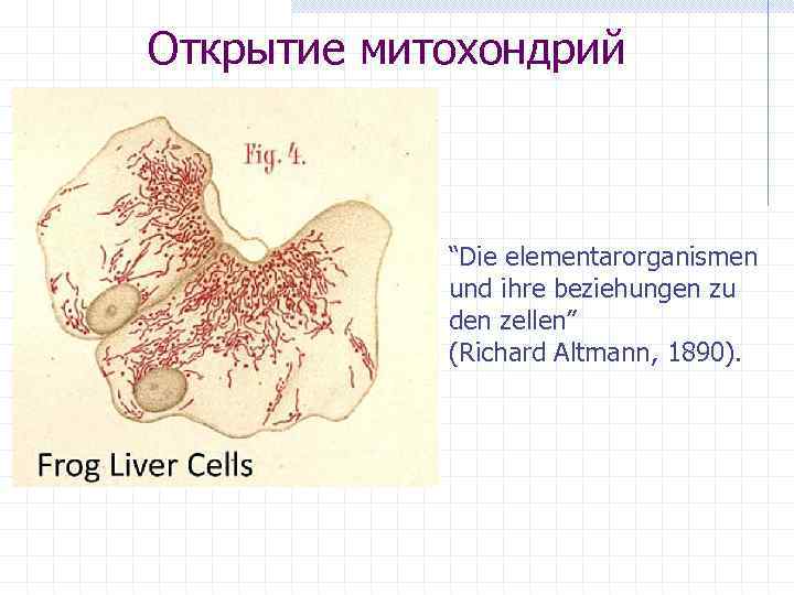 Открытие митохондрий “Die elementarorganismen und ihre beziehungen zu den zellen” (Richard Altmann, 1890). 