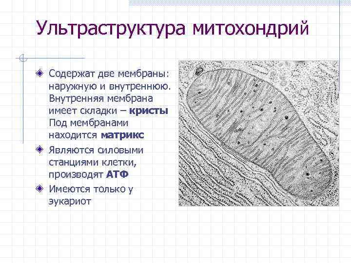 Имеет внутренние складки кристы. Митохондрии наружная и внутренняя мембрана. Две мембраны имеют. Сравнение митохондрий и пластид. Ультраструктура примеры.