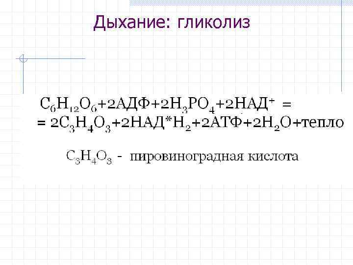 Дыхание: гликолиз 