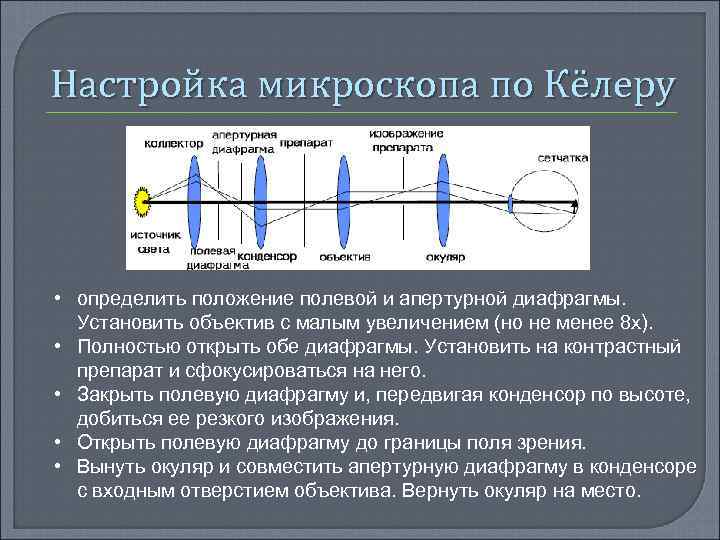 Настройка микроскопа по Кёлеру • определить положение полевой и апертурной диафрагмы. Установить объектив с