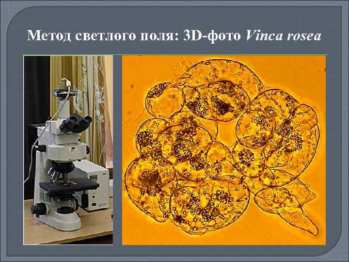 Метод светлого поля: 3 D-фото Vinca rosea 