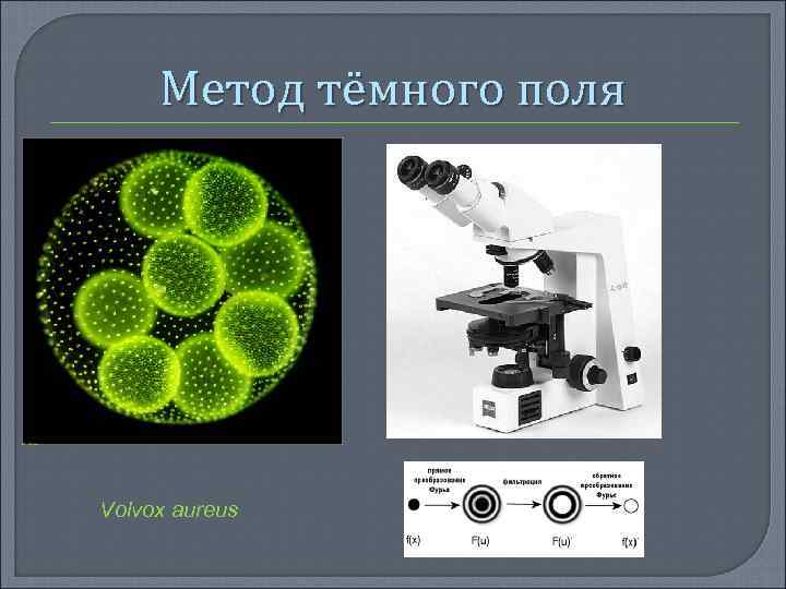 Метод тёмного поля Volvox aureus 