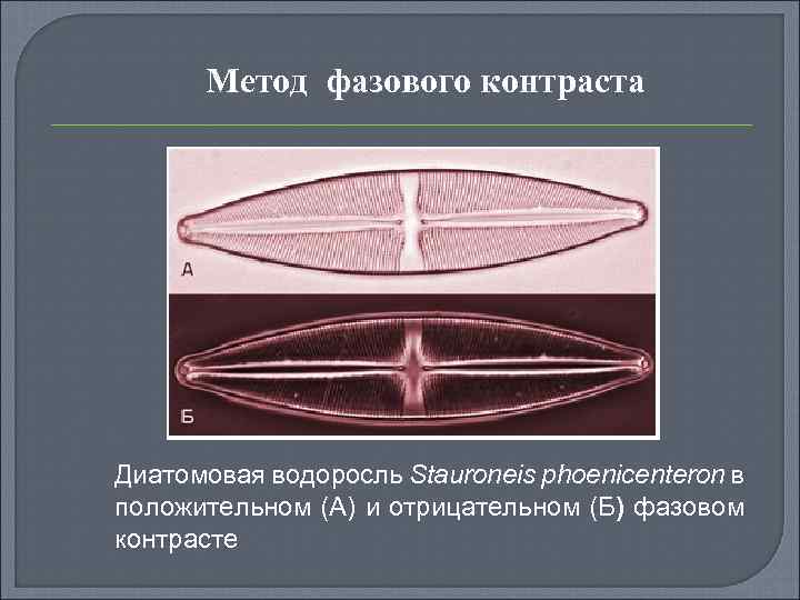 Метод фазового контраста Диатомовая водоросль Stauroneis phoenicenteron в положительном (А) и отрицательном (Б) фазовом