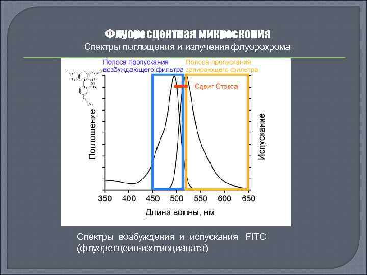 Флуоресцентная микроскопия Спектры поглощения и излучения флуорохрома Спектры возбуждения и испускания FITC (флуоресцеин-изотиоцианата) 