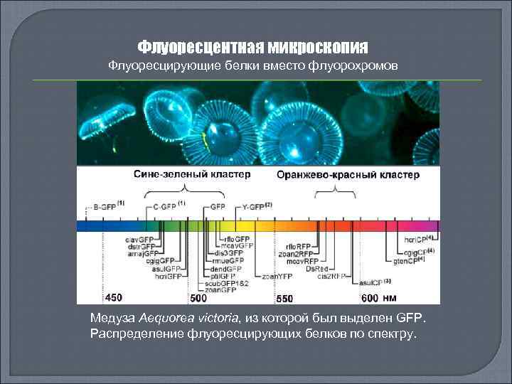 Флуоресцентная микроскопия Флуоресцирующие белки вместо флуорохромов Медуза Aequorea victoria, из которой был выделен GFP.
