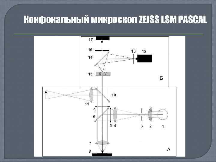 Конфокальный микроскоп ZEISS LSM PASCAL 