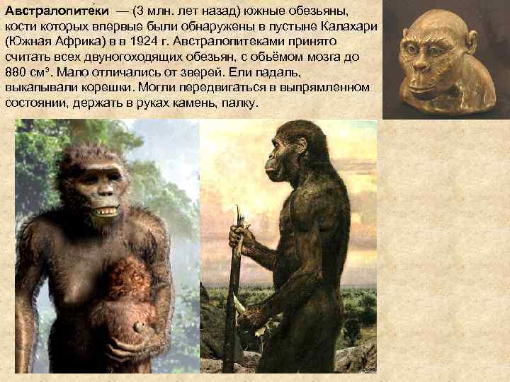 Австралопите ки — (3 млн. лет назад) южные обезьяны, кости которых впервые были обнаружены