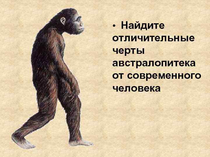  • Найдите отличительные черты австралопитека от современного человека 