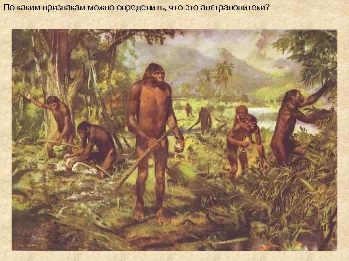 По каким признакам можно определить, что это австралопитеки? 