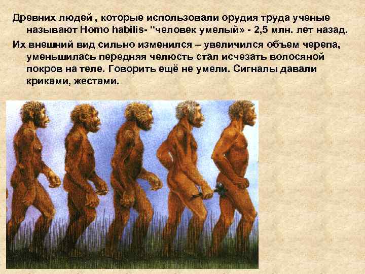 Древних людей , которые использовали орудия труда ученые называют Homo habilis- “человек умелый» -
