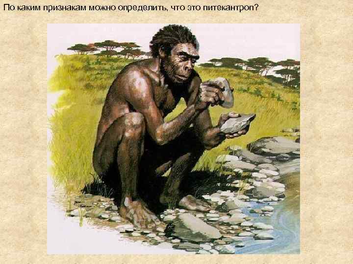 По каким признакам можно определить, что это питекантроп? 