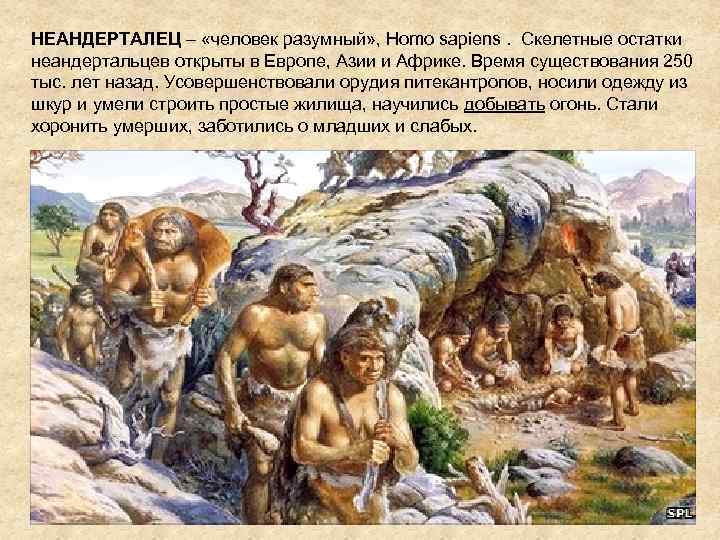 НЕАНДЕРТАЛЕЦ – «человек разумный» , Homo sapiens. Скелетные остатки неандертальцев открыты в Европе, Азии